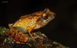 Raorchestes chromasynchysi