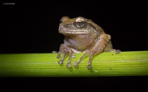 Raorchestes cf. coonoorens