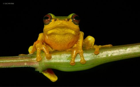 Raorchestes glandulosus