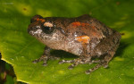 Raorchestes griet
