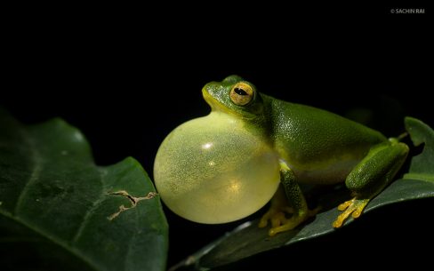 Raorchestes jayarami