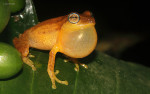 Raorchestes luteolus