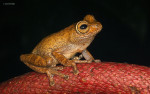 Raorchestes ponmudi