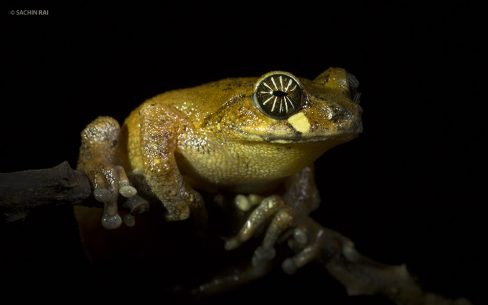 Raorchestes signatus