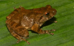 Raorchestes sp.