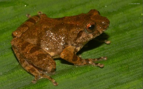 Raorchestes sp.