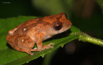 Raorchestes sp.
