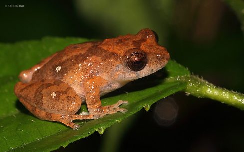 Raorchestes sp.