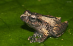 Raorchestes sp.