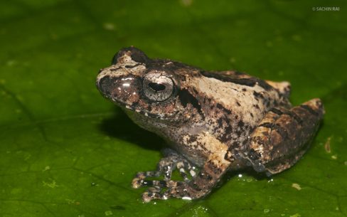 Raorchestes sp.