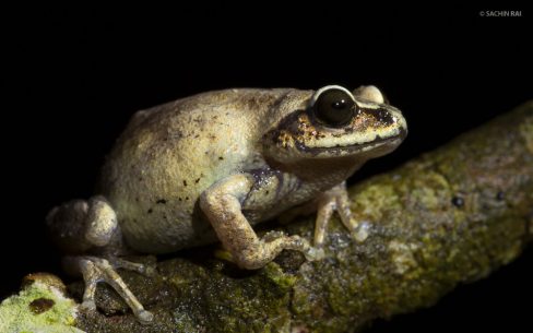 Raorchestes tinniens