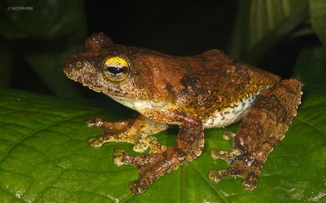 Rhacophorus calcadensis