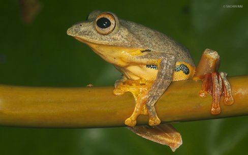 Rhacophorus cf rhodopus