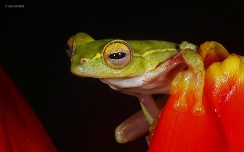 Rhacophorus lateralis