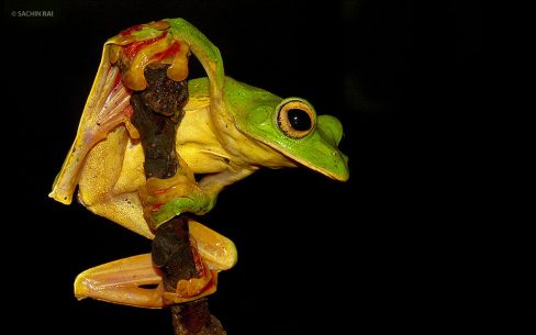 Rhacophorus malabaricus