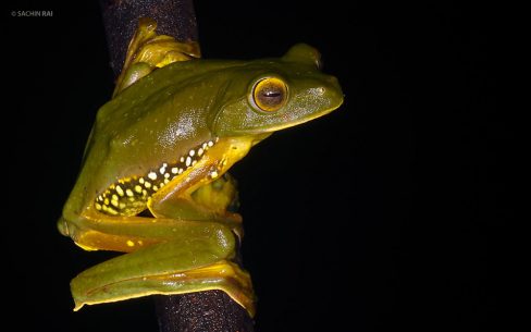 Rhacophorus pseudomalabaricus