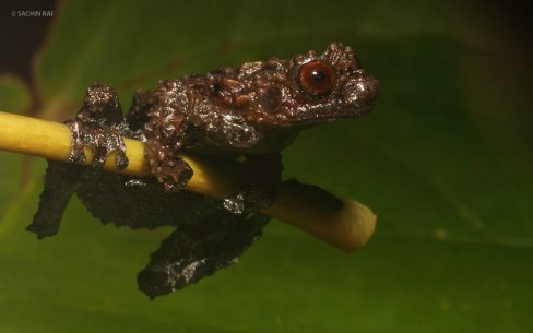 Theloderma cf. moloch