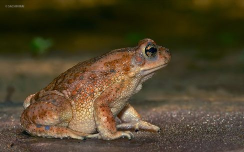 Duttaphrynus stomaticus