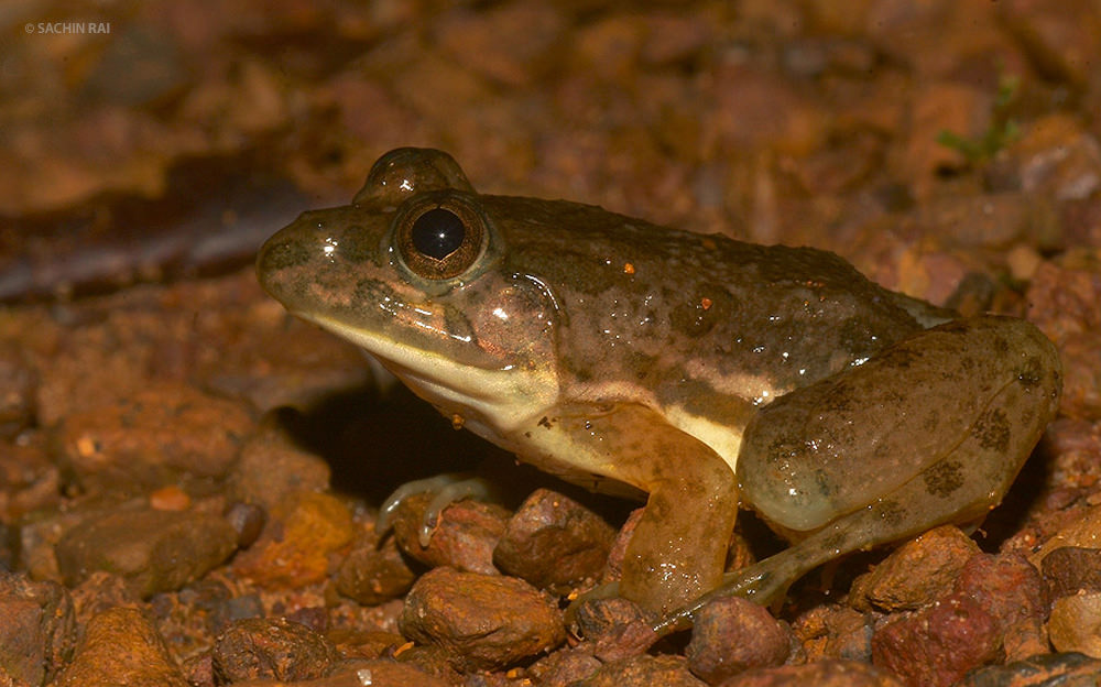 Stock photo of Skittering frog (Euphlyctis cyanophlyctis) emerging