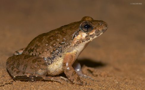 Fejervarya limnocharis