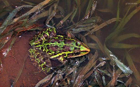 Hoplobatrachus tigerinus