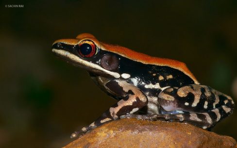 Hydrophylax bahuvistara