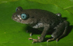 Leptobrachium bompu