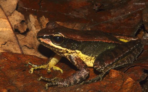 Unidentified species