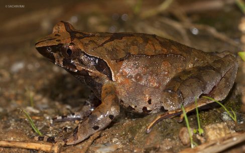 Megophrys cf. ancrae