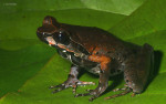 Megophrys cf. major