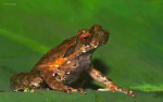 Megophrys cf. vegrandis