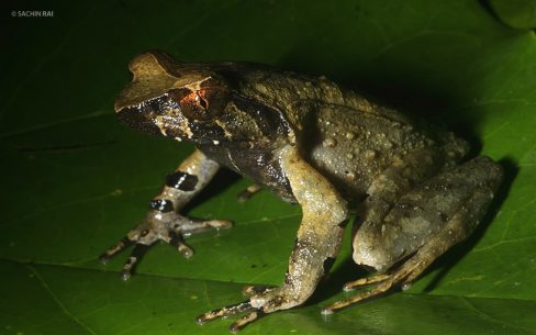 Megophrys sp.