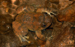 Nyctibatrachus cf. petraeus