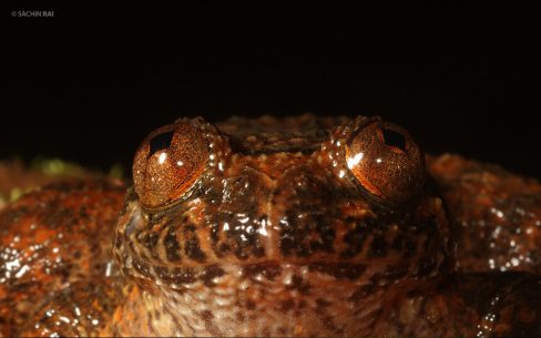 Nyctibatrachus grandis