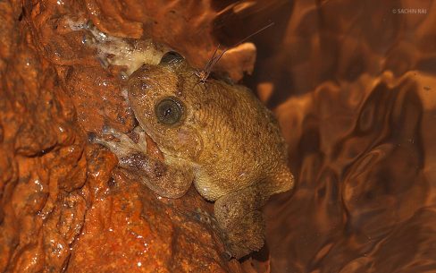 Nyctibatrachus cf. humayuni