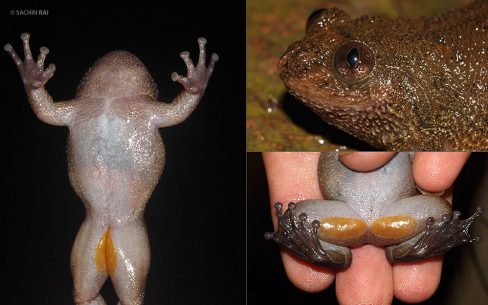 Nyctibatrachus humayuni