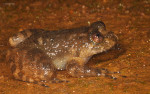 Nyctibatrachus sp.