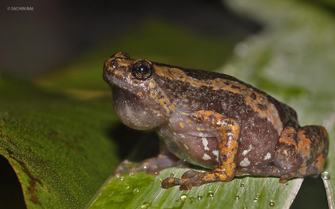 Uperodon anamalaiensis