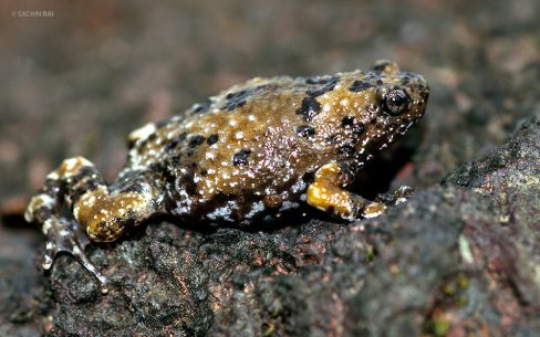 Uperodon cf. mormorata