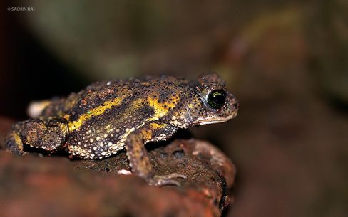 Xanthophryne tigerina