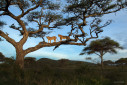 Two lioness atop a tree in Serengeti