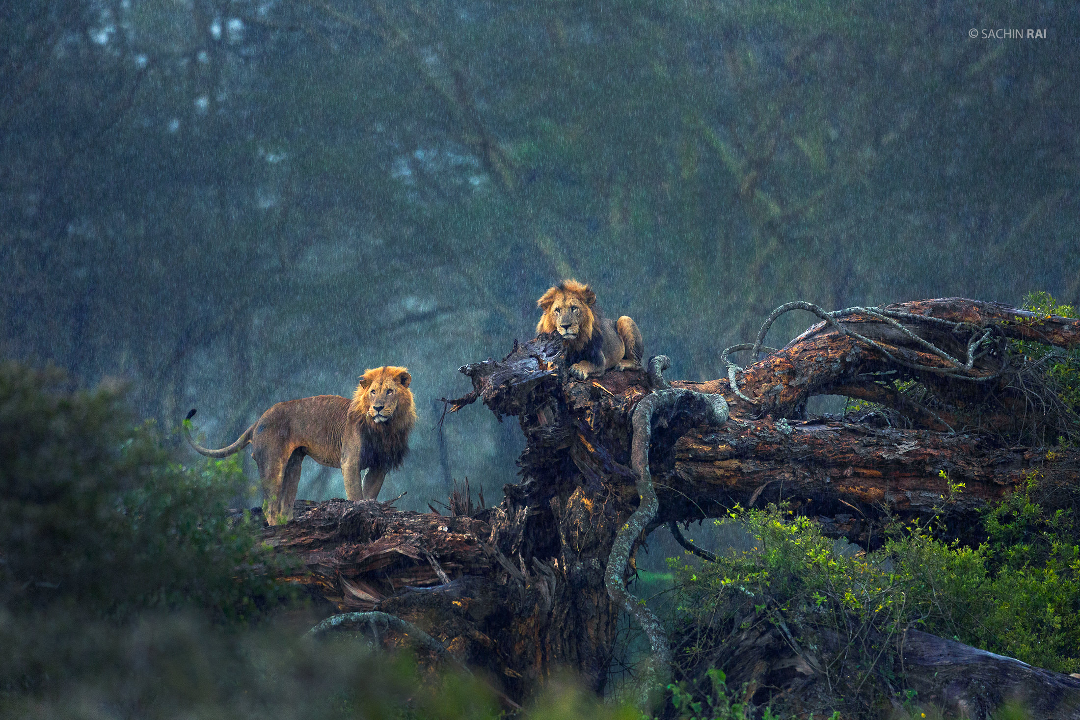 Male Lions from Nakuru, Kenya