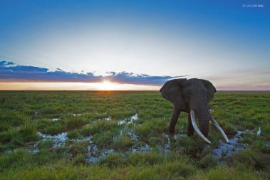 African elephant in Amboseli