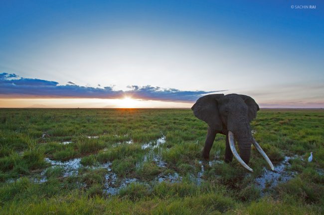 African elephant in Amboseli