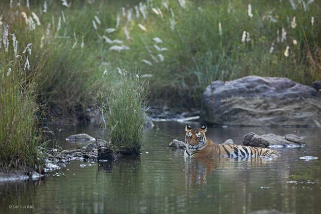A tigress from Kanha