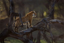A tiger cub climbs a dead tree as the sun sets behind her in the horizon in Ranthambhore, India.