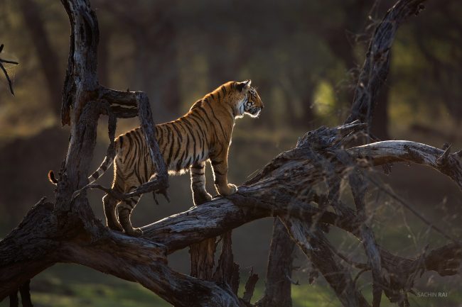 A tiger cub climbs a dead tree as the sun sets behind her in the horizon in Ranthambhore, India.