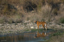 Tigress from Corbett