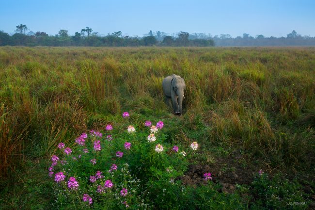 A elephant calf in the grasslands of Kaziranga, India.