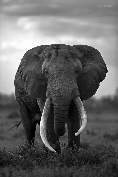 Tim, a famous male elephant from Amboseli, Kenya